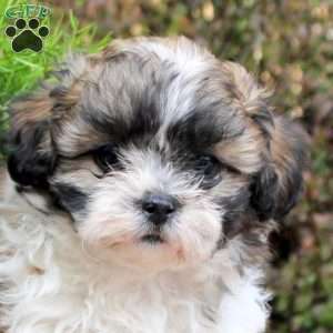Casper, Teddy Bear Puppy