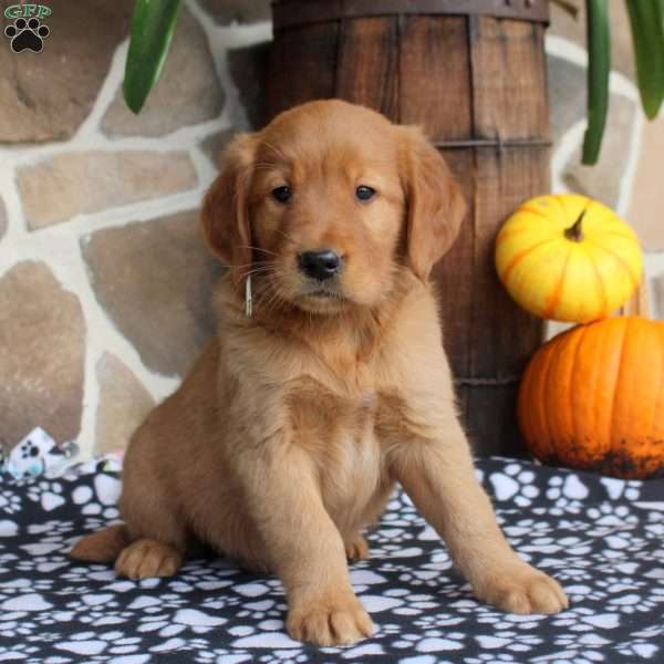 Caspian, Golden Retriever Puppy