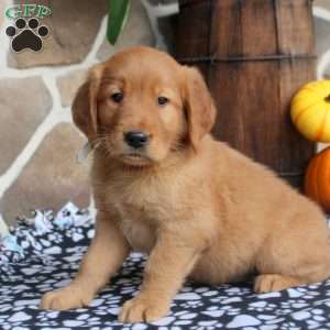 Caspian, Golden Retriever Puppy