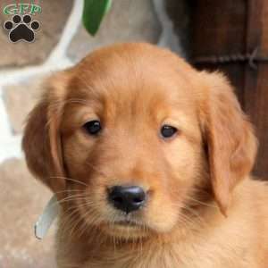 Caspian, Golden Retriever Puppy