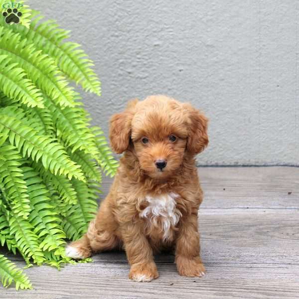 Cassidy, Mini Goldendoodle Puppy