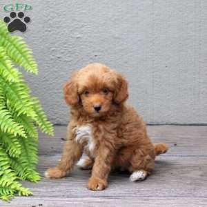 Cassidy, Mini Goldendoodle Puppy