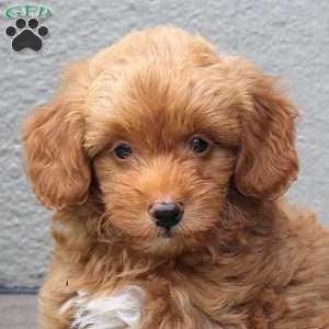 Cassidy, Mini Goldendoodle Puppy