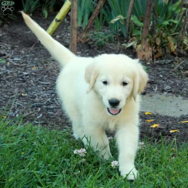 Catherine, English Cream Golden Retriever Puppy
