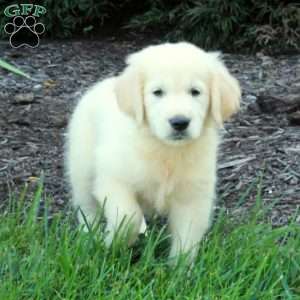 Catherine, English Cream Golden Retriever Puppy