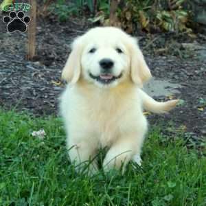 Catherine, English Cream Golden Retriever Puppy