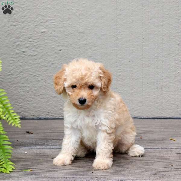 Cayla, Mini Goldendoodle Puppy