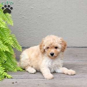 Cayla, Mini Goldendoodle Puppy