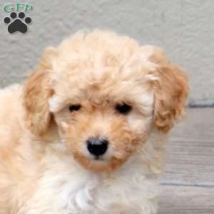 Cayla, Mini Goldendoodle Puppy