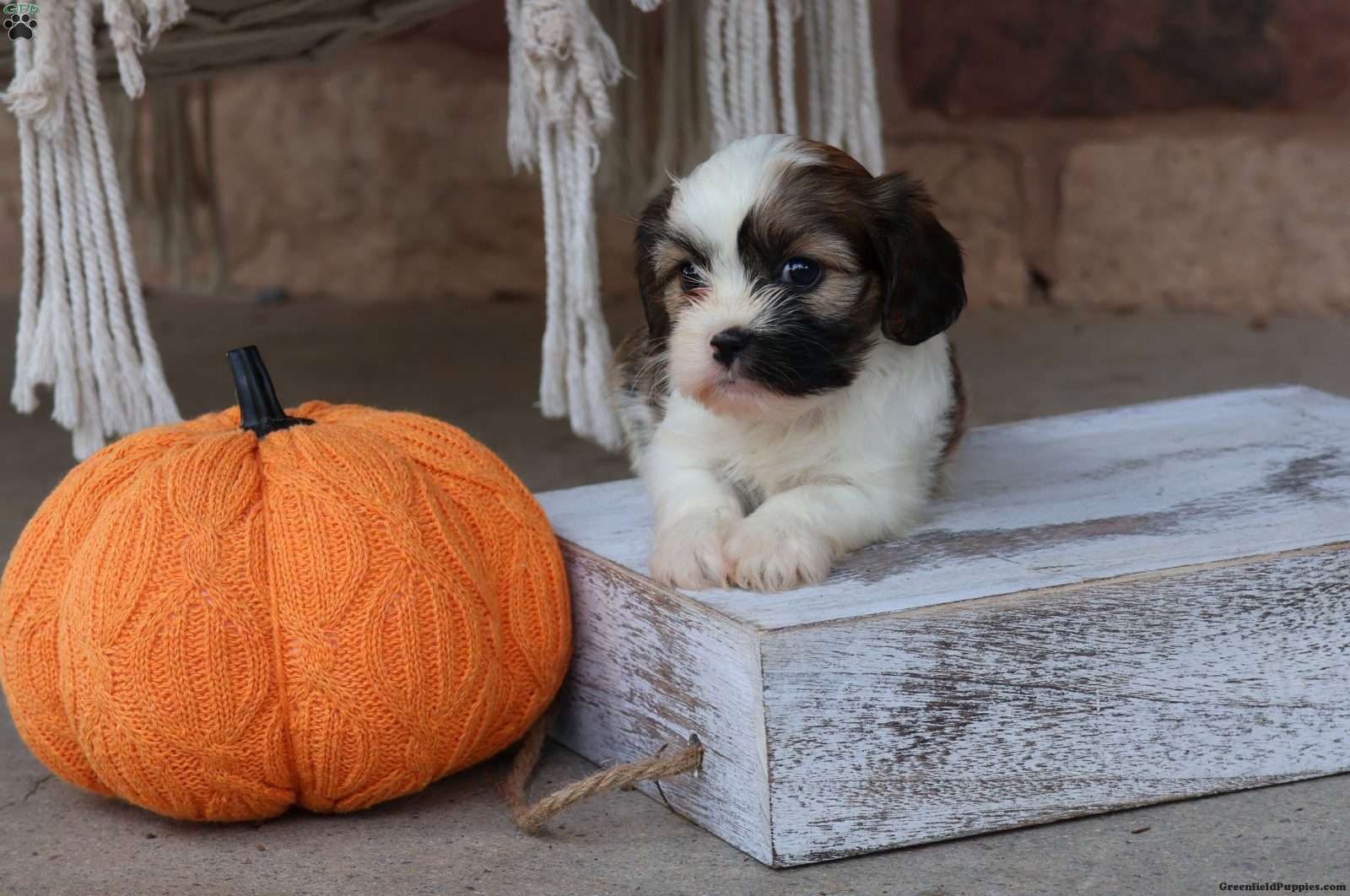 Kinley (Cava-Tzu, Female) in Stevens, PA