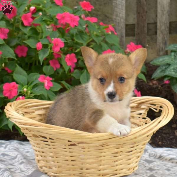 Cedar, Pembroke Welsh Corgi Puppy