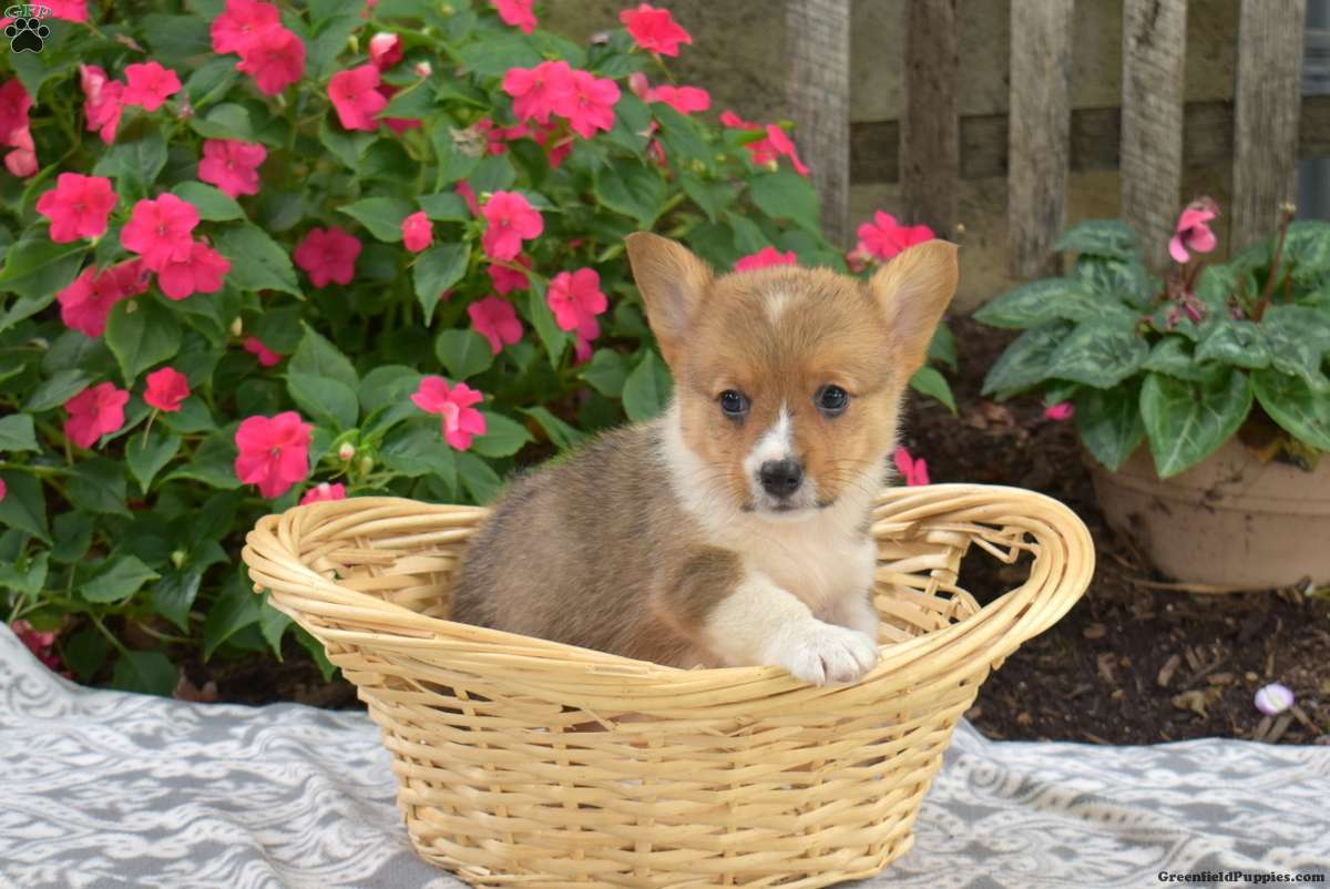 Cedar, Pembroke Welsh Corgi