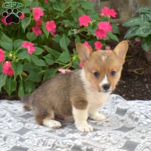 Cedar, Pembroke Welsh Corgi Puppy