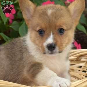 Cedar, Pembroke Welsh Corgi Puppy