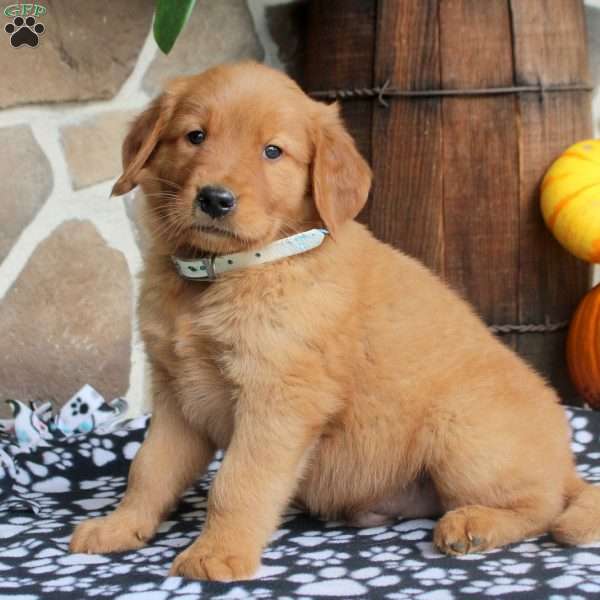 Cedric, Golden Retriever Puppy