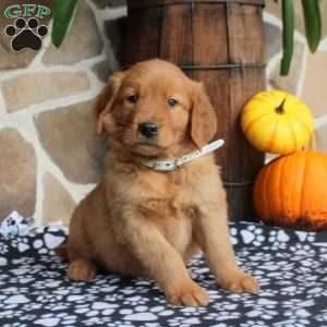 Cedric, Golden Retriever Puppy