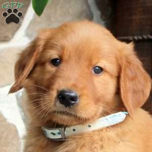 Cedric, Golden Retriever Puppy