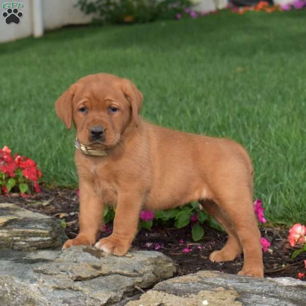 Chai, Fox Red Labrador Retriever Puppy