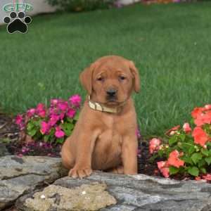 Chai, Fox Red Labrador Retriever Puppy