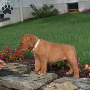Chai, Fox Red Labrador Retriever Puppy