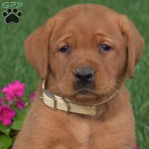 Chai, Fox Red Labrador Retriever Puppy