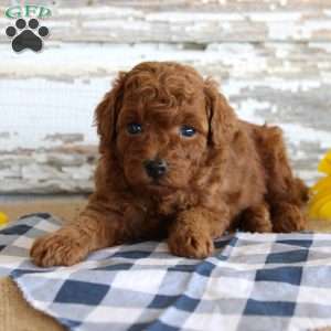 Champ, Toy Poodle Puppy