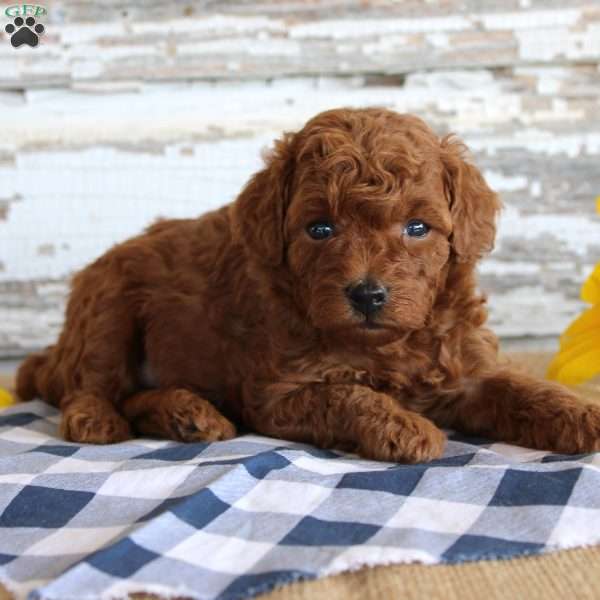 Champ, Toy Poodle Puppy