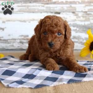 Champ, Toy Poodle Puppy