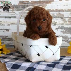 Champ, Toy Poodle Puppy