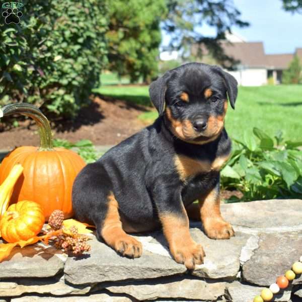 Chance, Rottweiler Puppy