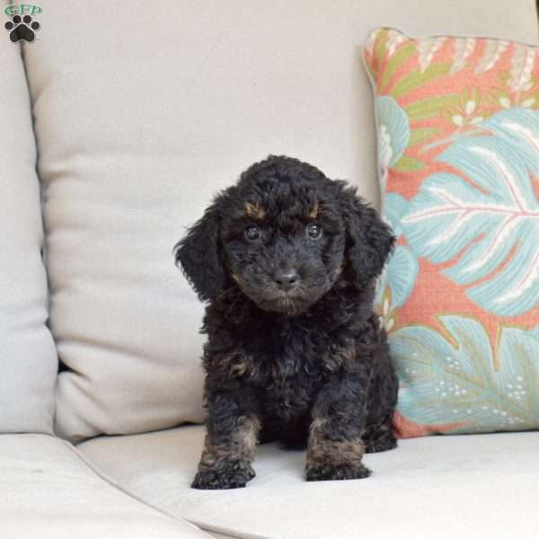 Chance, Bich-Poo Puppy