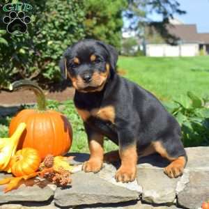 Chance, Rottweiler Puppy
