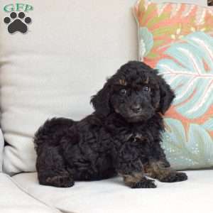 Chance, Bich-Poo Puppy