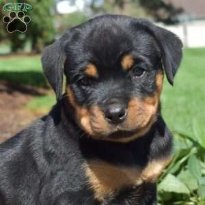 Chance, Rottweiler Puppy