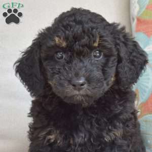 Chance, Bich-Poo Puppy