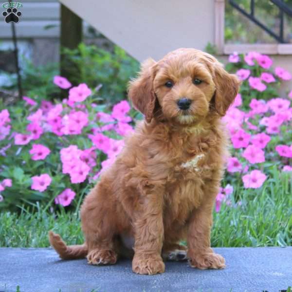 Chance, Goldendoodle Puppy
