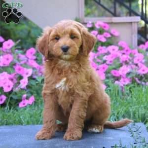 Chance, Goldendoodle Puppy
