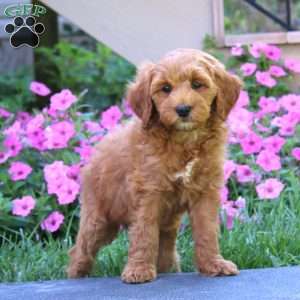 Chance, Goldendoodle Puppy