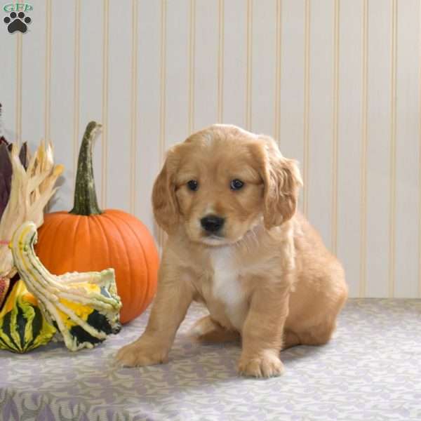 Charlie, Miniature Golden Retriever Puppy
