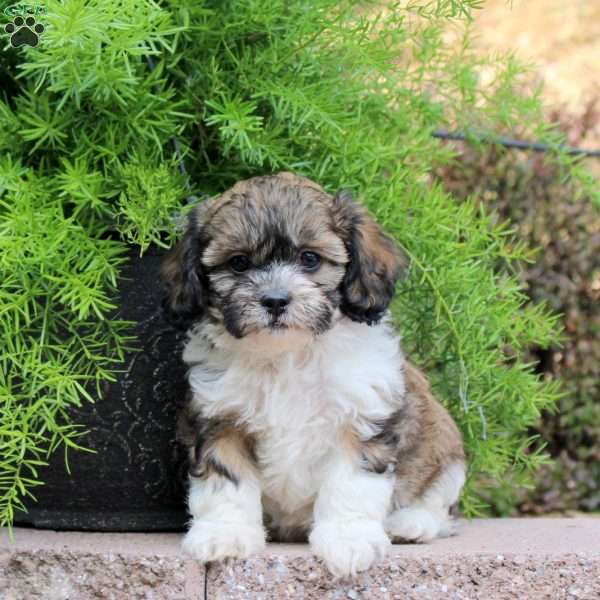 Charlie, Teddy Bear Puppy