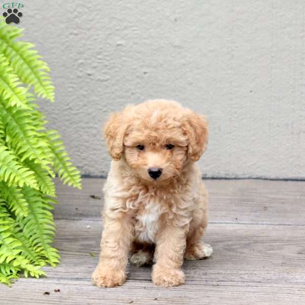 Charlie, Mini Goldendoodle Puppy