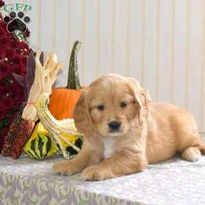 Charlie, Miniature Golden Retriever Puppy