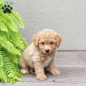 Charlie, Mini Goldendoodle Puppy