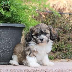 Charlie, Teddy Bear Puppy