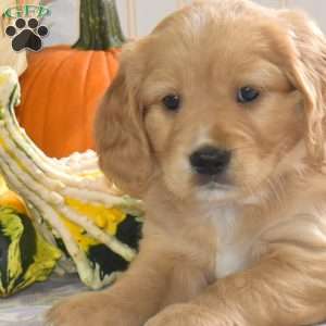 Charlie, Miniature Golden Retriever Puppy