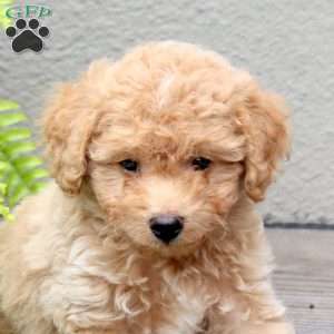 Charlie, Mini Goldendoodle Puppy