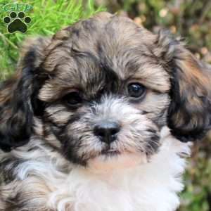 Charlie, Teddy Bear Puppy