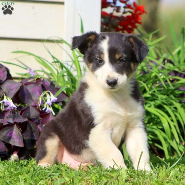 Charlie, Border Collie Mix Puppy