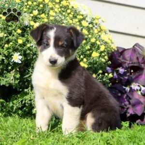 Charlie, Border Collie Mix Puppy