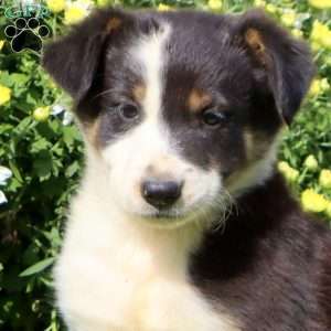 Charlie, Border Collie Mix Puppy